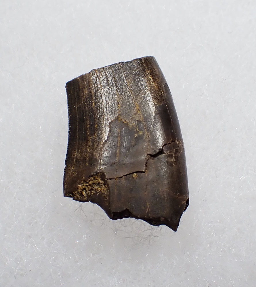 PARTIAL JUVENILE TYRANNOSAURUS T REX FOSSIL DINOSAUR TOOTH