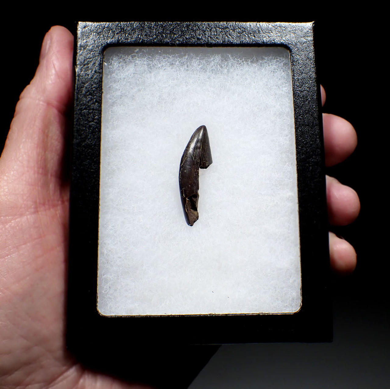 NEARLY COMPLETE TYRANNOSAURUS T REX FOSSIL DINOSAUR TOOTH FROM A SUB-ADULT TYRANNOSAUR  *DT18-146