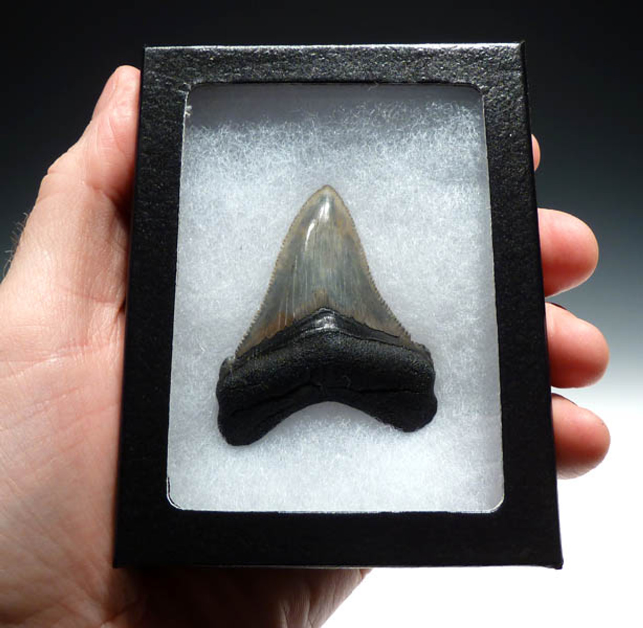 SHX002 - SUPERB CARCHAROCLES ANGUSTIDENS FOSSIL SHARK TOOTH