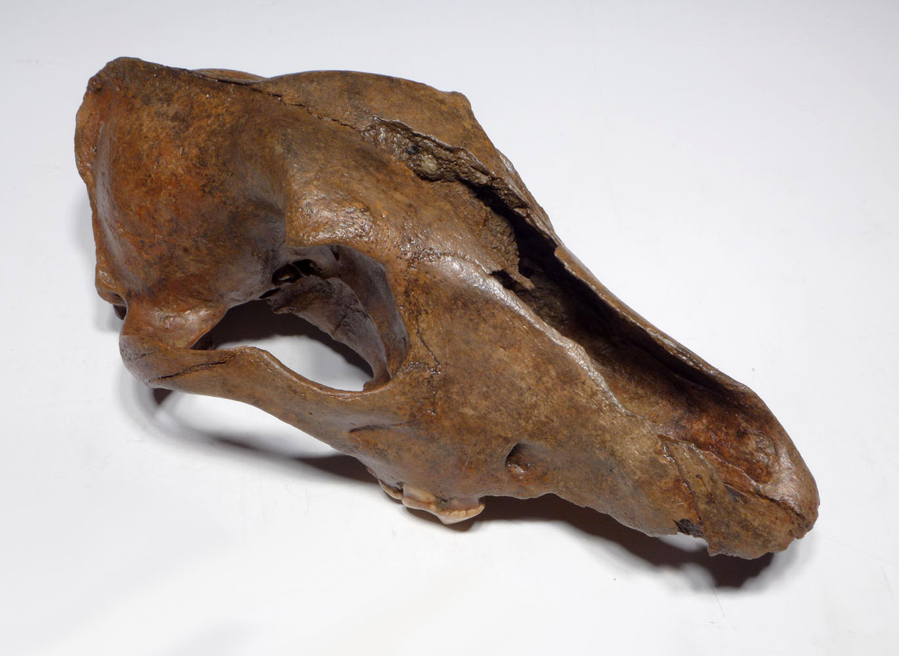 EXTREMELY RARE CANIS LUPUS FOSSIL WOLF SKULL FROM ICE AGE EUROPE  *LMX320