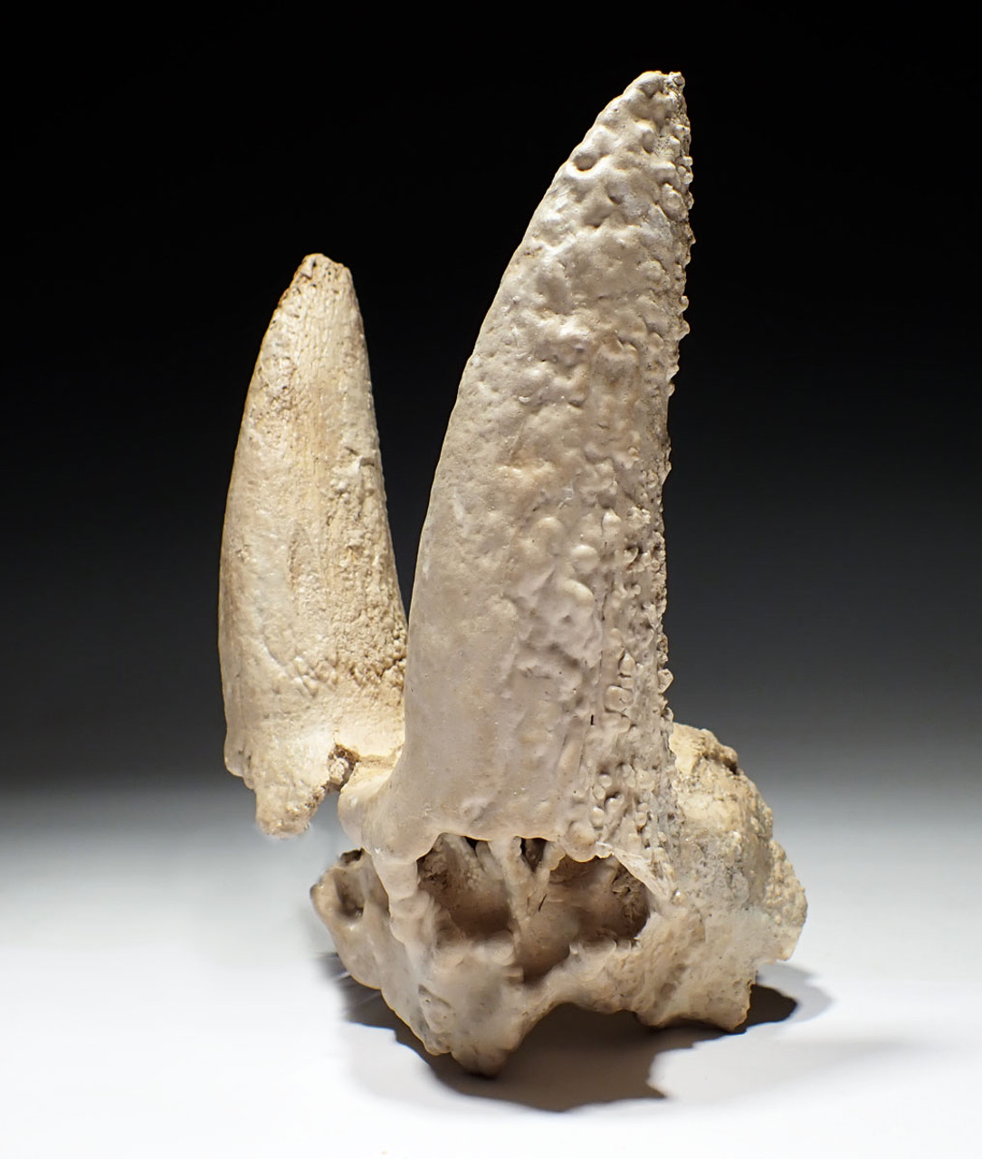 EXTREMELY RARE FOSSIL IBEX PARTIAL SKULL WITH HORN CORES COVERED IN CAVE CALCITE PEARLS  *LMX335