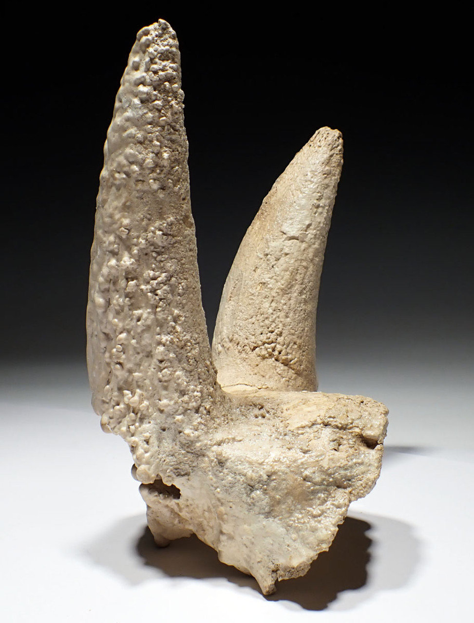 EXTREMELY RARE FOSSIL IBEX PARTIAL SKULL WITH HORN CORES COVERED IN CAVE CALCITE PEARLS  *LMX335