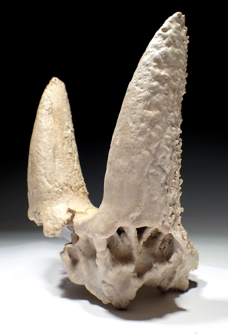 EXTREMELY RARE FOSSIL IBEX PARTIAL SKULL WITH HORN CORES COVERED IN CAVE CALCITE PEARLS  *LMX335