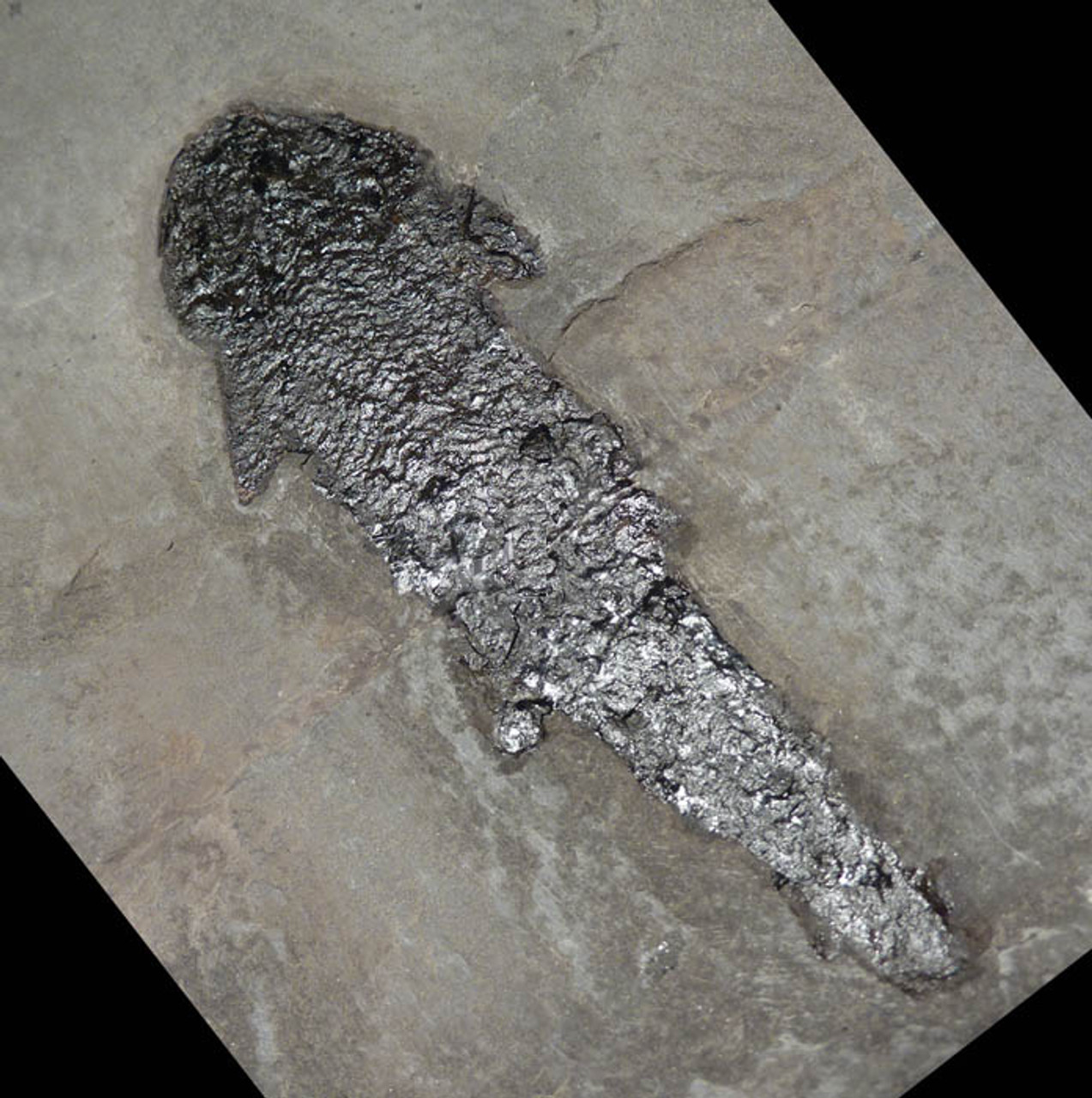 DEVONIAN FISH FOSSIL 