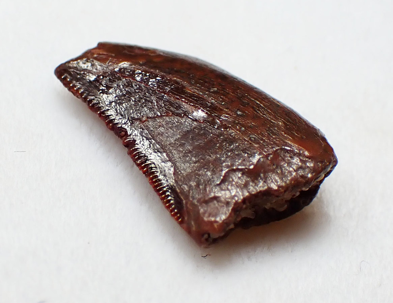 FOSSIL RAPTOR DINOSAUR TOOTH FROM A DROMAEOSAUR  *DT6-355