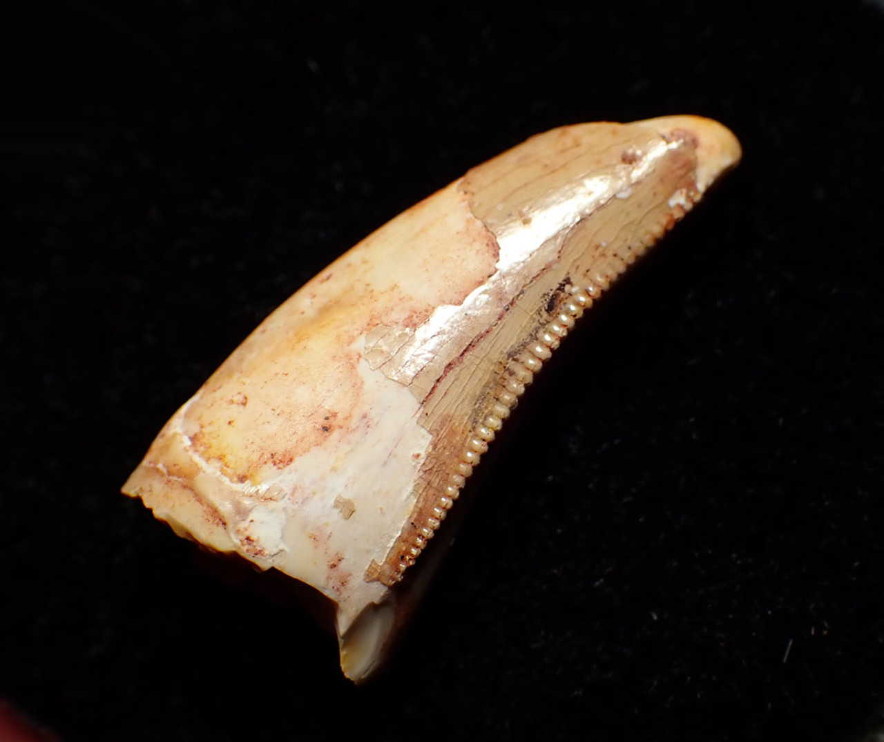 LARGE CREAM COLORED DROMAEOSAUR " RAPTOR " DINOSAUR FOSSIL TOOTH  *DT6-346