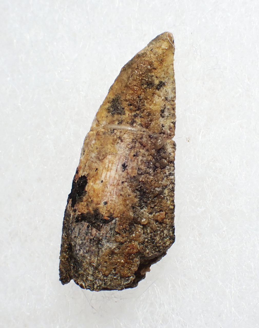 VERY LARGE ENCRUSTED WHITE DROMAEOSAUR " RAPTOR " DINOSAUR FOSSIL TOOTH WITH SHARP TIP  *DT6-353