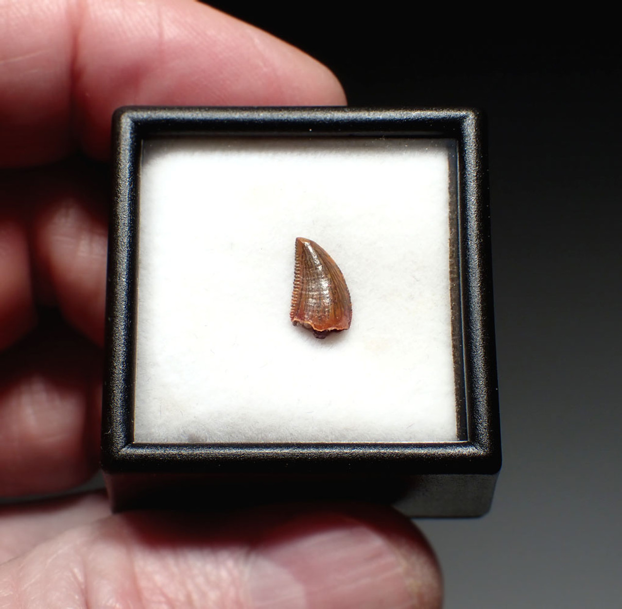 FOSSIL RAPTOR DINOSAUR TOOTH FROM A DROMAEOSAUR  *DT6-375