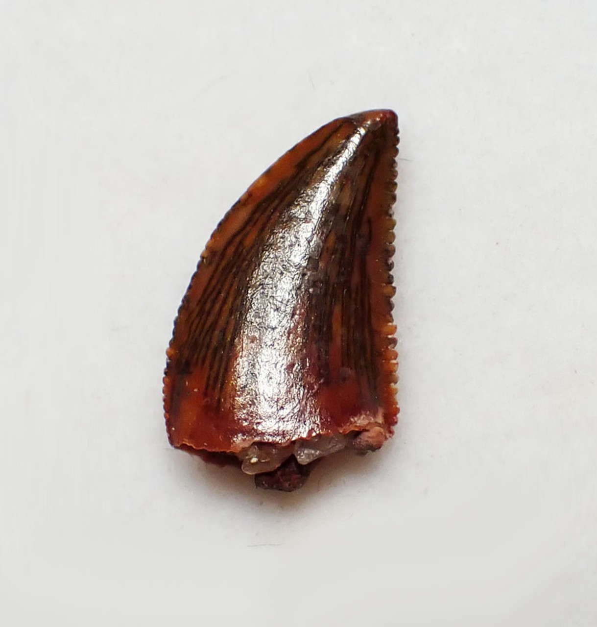 FOSSIL RAPTOR DINOSAUR TOOTH FROM A DROMAEOSAUR  *DT6-375