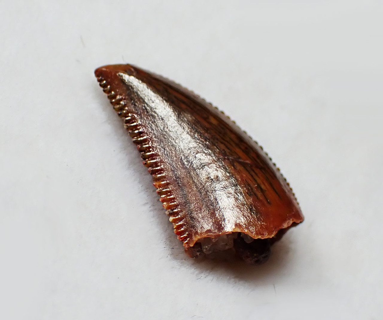 FOSSIL RAPTOR DINOSAUR TOOTH FROM A DROMAEOSAUR  *DT6-375