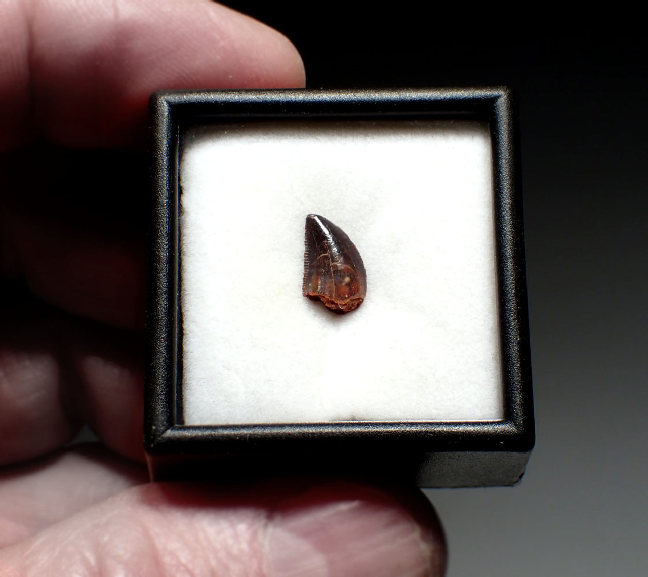 FOSSIL RAPTOR DINOSAUR TOOTH FROM A DROMAEOSAUR  *DT6-383