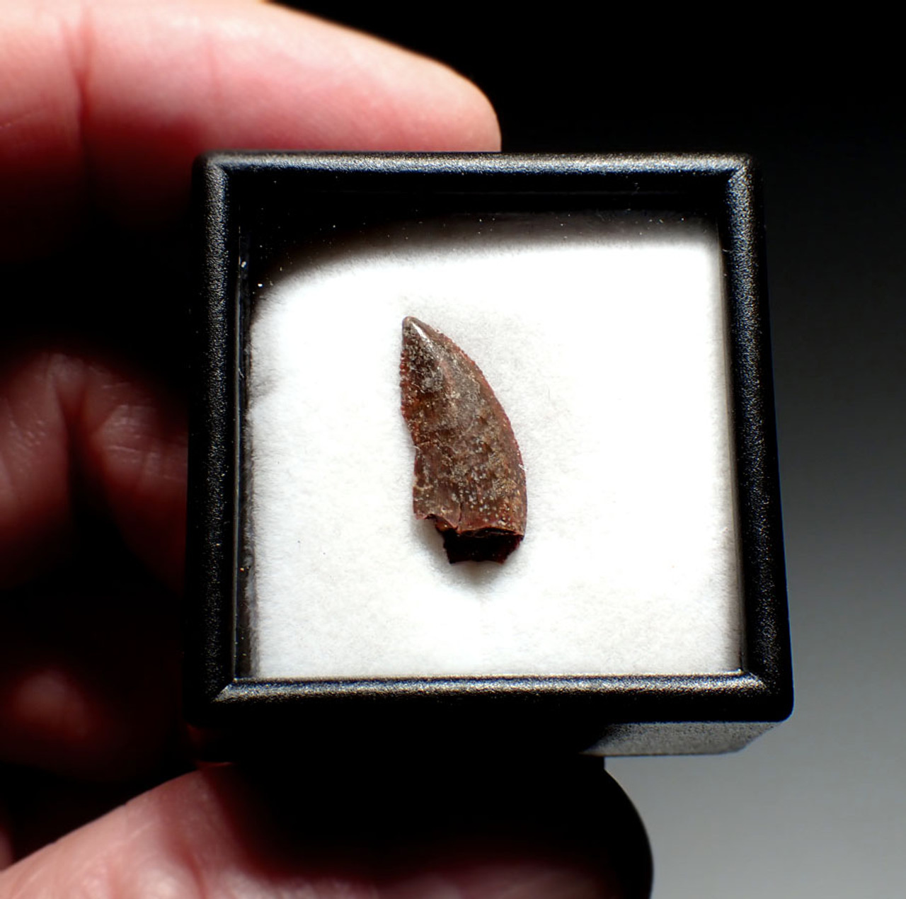 FOSSIL RAPTOR DINOSAUR TOOTH FROM A DROMAEOSAUR  *DT6-600