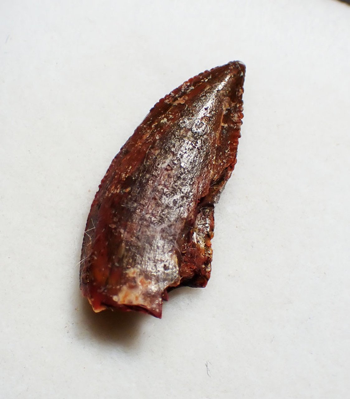 FOSSIL RAPTOR DINOSAUR TOOTH FROM A DROMAEOSAUR  *DT6-600