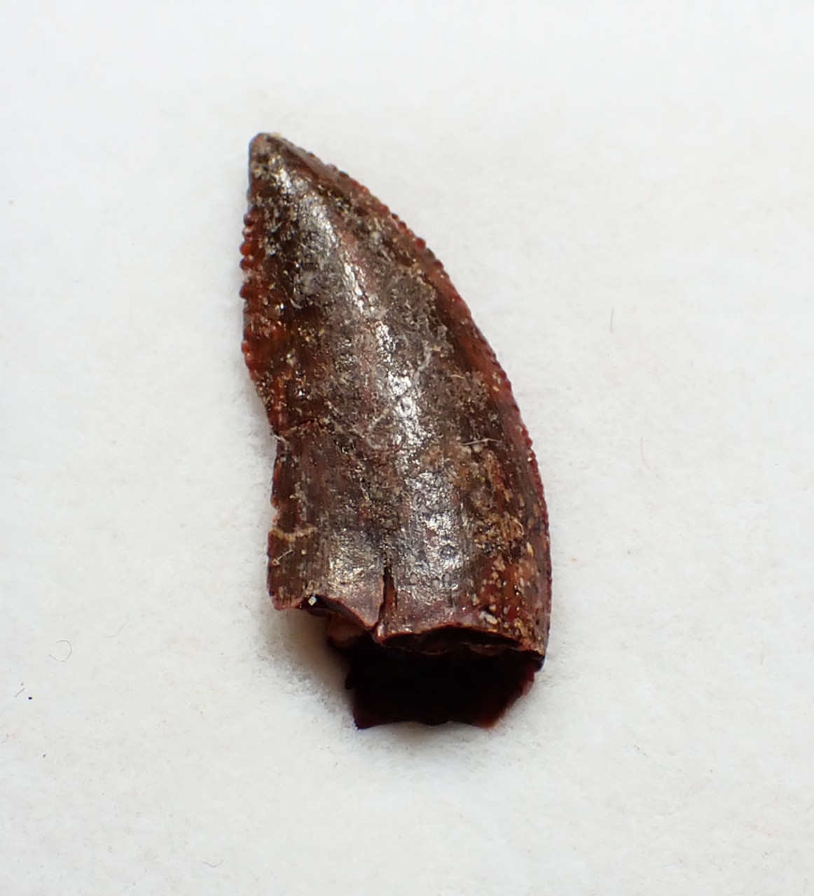 FOSSIL RAPTOR DINOSAUR TOOTH FROM A DROMAEOSAUR  *DT6-600