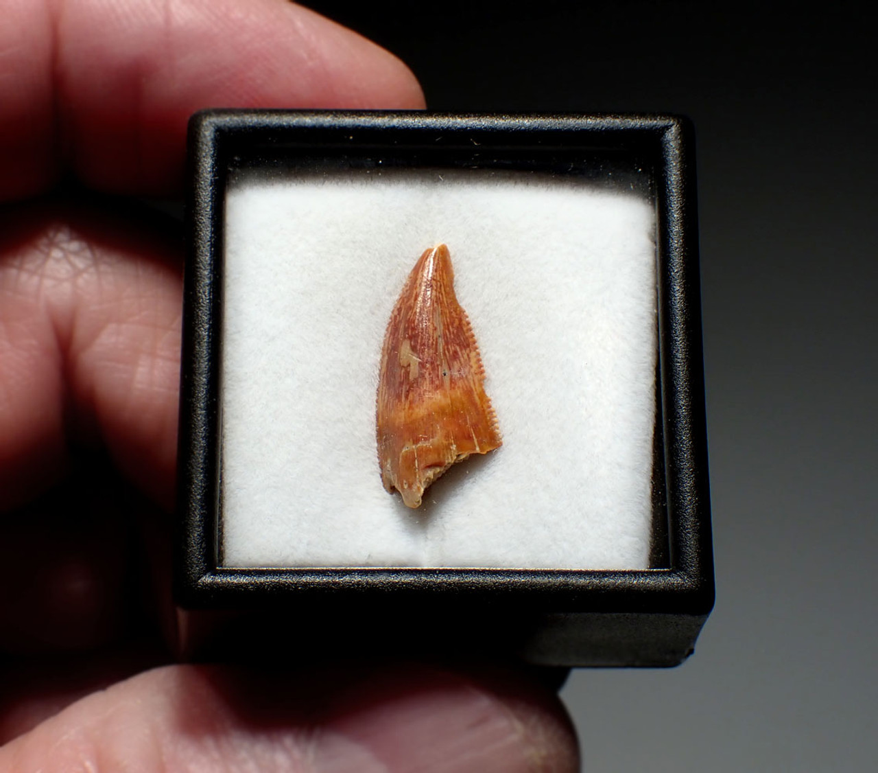 FOSSIL DINOSAUR TOOTH FROM A RAPTOR DROMAEOSAUR  *DT6-379