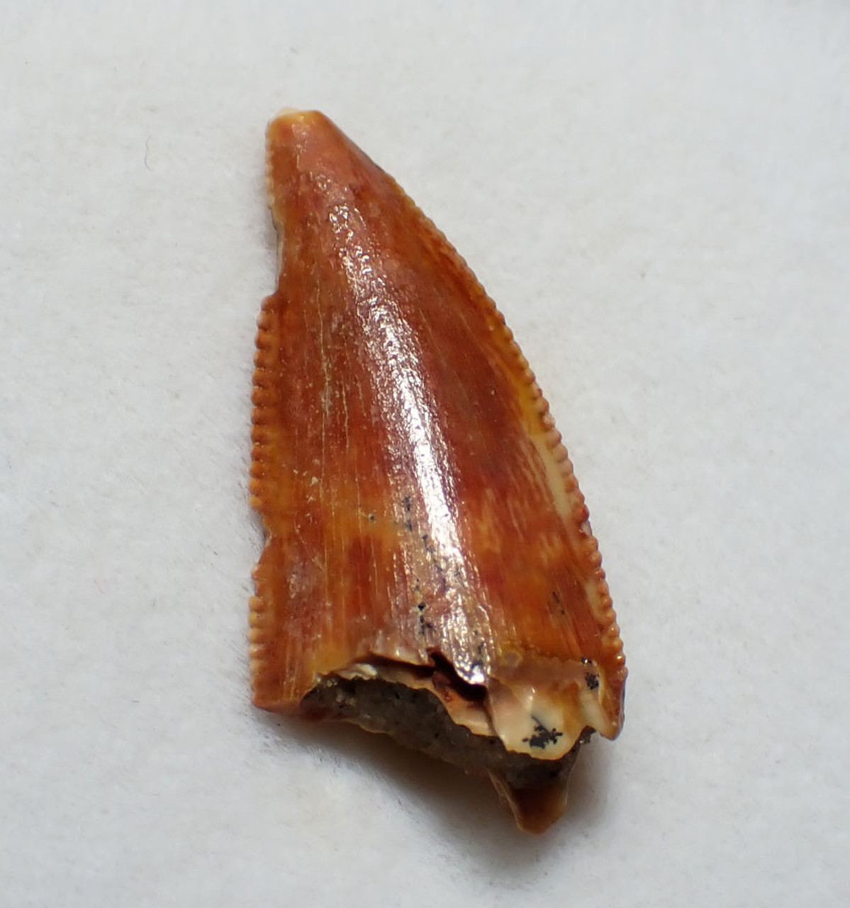 FOSSIL DINOSAUR TOOTH FROM A RAPTOR DROMAEOSAUR  *DT6-379