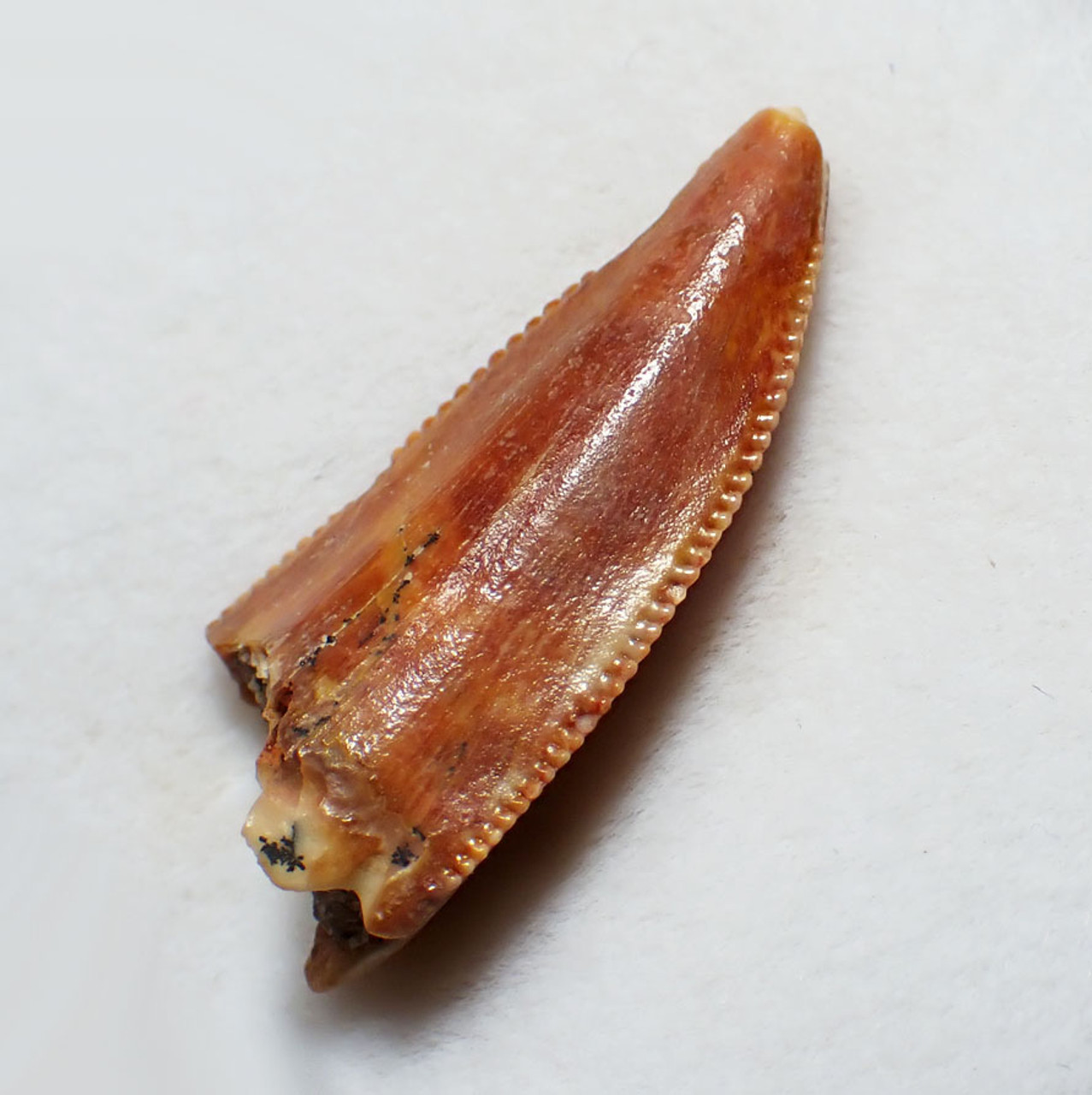 FOSSIL DINOSAUR TOOTH FROM A RAPTOR DROMAEOSAUR  *DT6-379