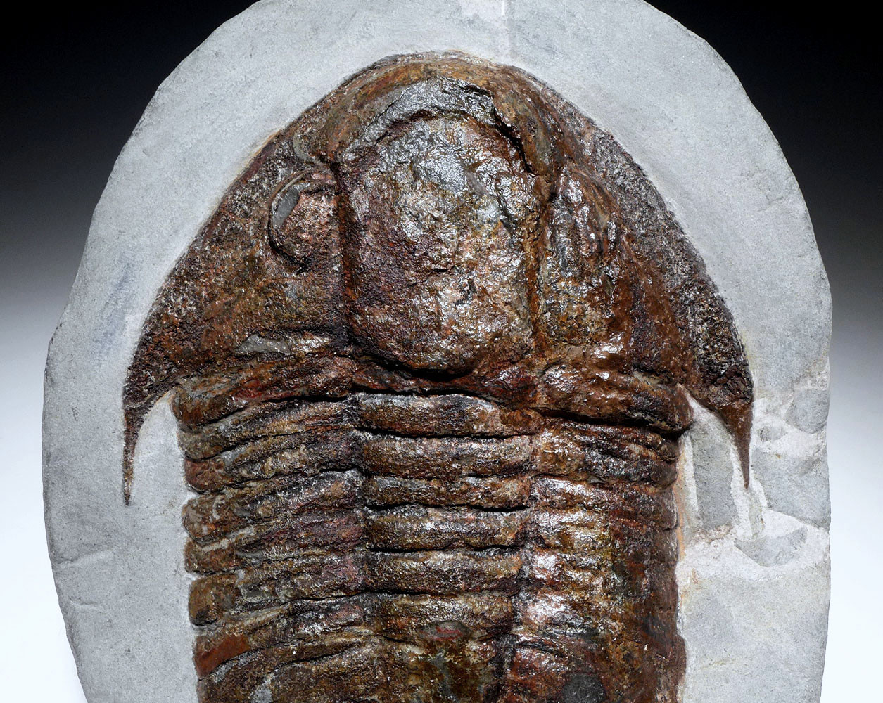 MUSEUM CLASS LARGE RED ASAPHID TRILOBITE FROM THE FAMOUS FEZOUATA ORDOVICIAN FORMATION  *TRX501
