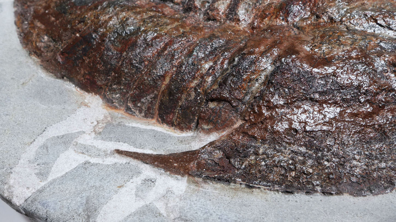 MUSEUM CLASS LARGE RED ASAPHID TRILOBITE FROM THE FAMOUS FEZOUATA ORDOVICIAN FORMATION  *TRX501