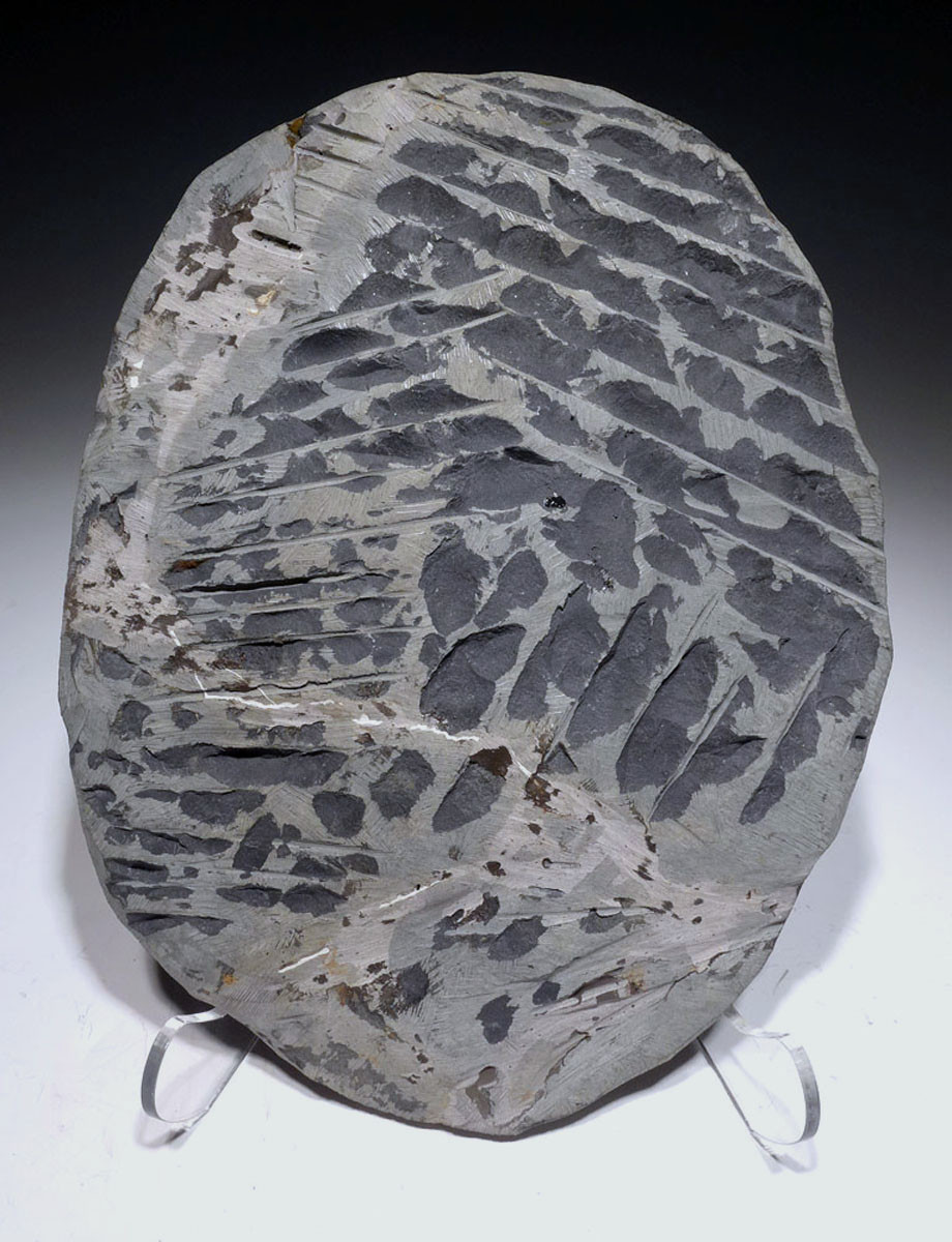 MUSEUM CLASS LARGE RED ASAPHID TRILOBITE FROM THE FAMOUS FEZOUATA ORDOVICIAN FORMATION  *TRX501