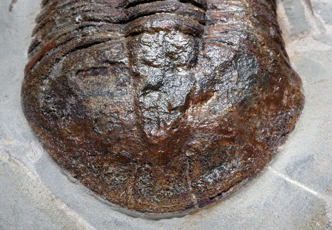 MUSEUM CLASS LARGE RED ASAPHID TRILOBITE FROM THE FAMOUS FEZOUATA ORDOVICIAN FORMATION  *TRX501