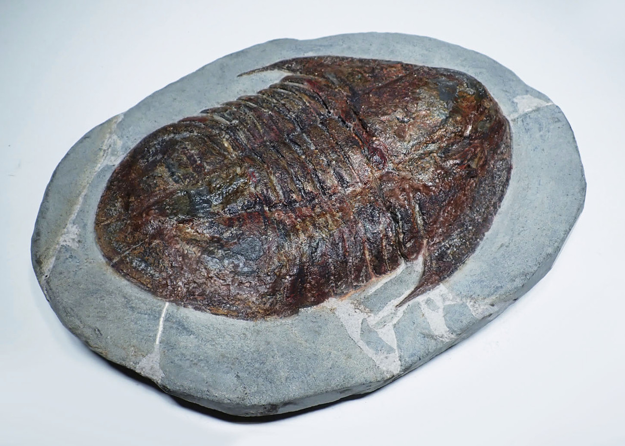 MUSEUM CLASS LARGE RED ASAPHID TRILOBITE FROM THE FAMOUS FEZOUATA ORDOVICIAN FORMATION  *TRX501