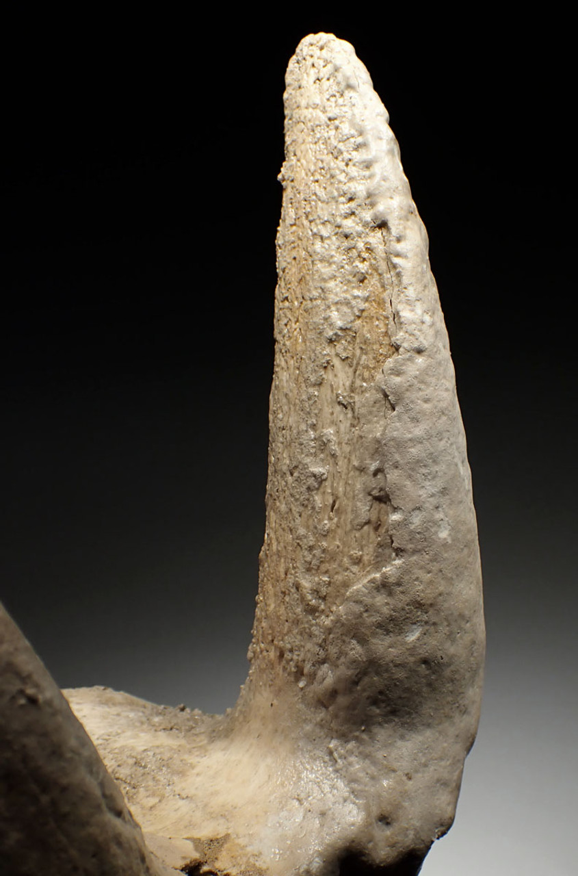 EXTREMELY RARE FOSSIL IBEX PARTIAL SKULL WITH HORN CORES COVERED IN CALCITE CAVE PEARLS  *LMX335