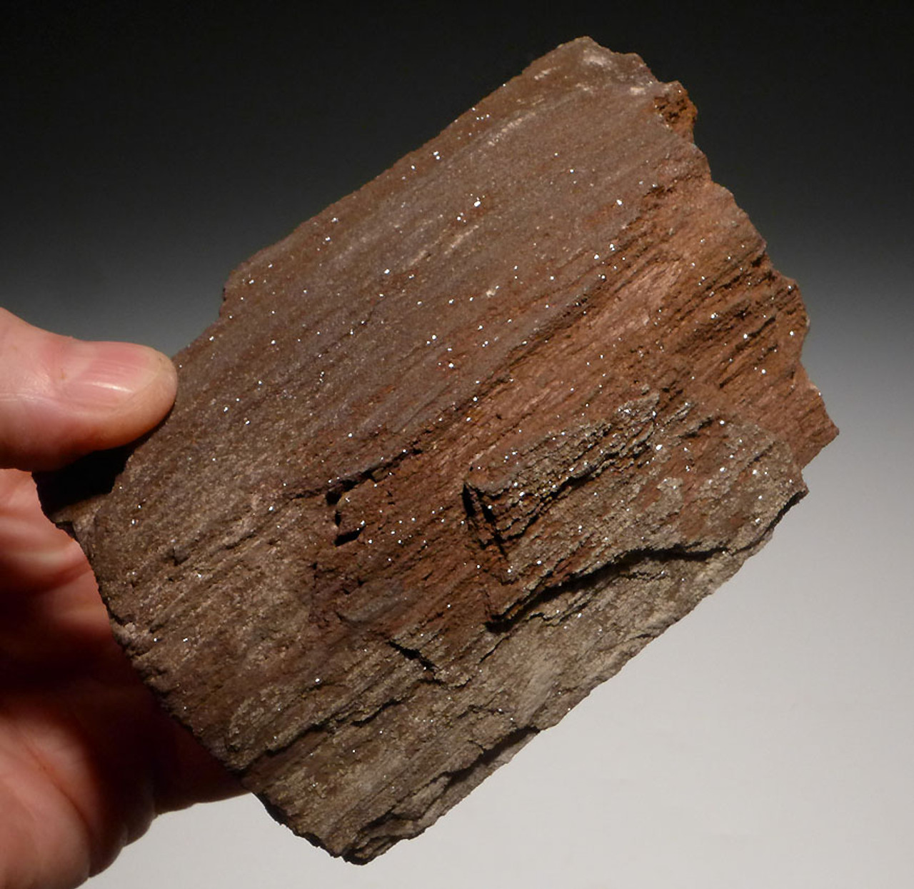 RARE TRIASSIC PERMINERALIZED FOSSIL WOOD WITH SPARKLING DRUSY CRYSTALS FROM GERMANY  *PL112