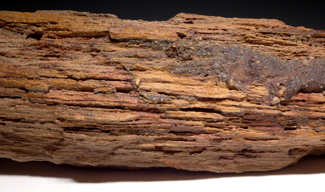 RARE PETRIFIED LOG FROM THE SOUTH CENTRAL SAHARA DESERT  *PL161