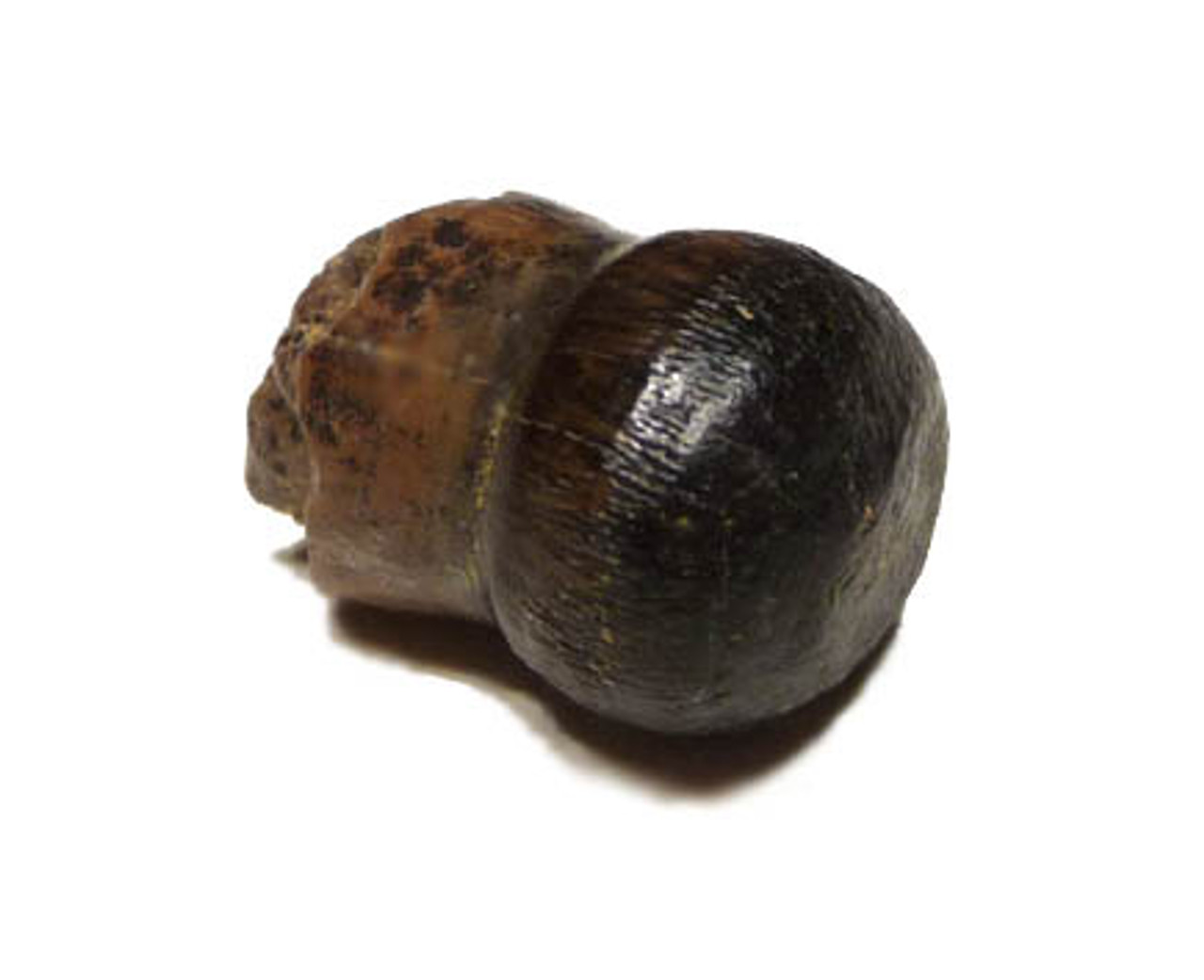 CRETACEOUS BRACHYCHAMPSA ALLIGATORINE TOOTH FROM HELL CREEK   *MV10-125