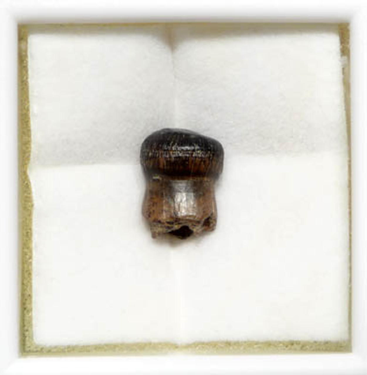CRETACEOUS BRACHYCHAMPSA ALLIGATORINE TOOTH FROM HELL CREEK   *MV10-125