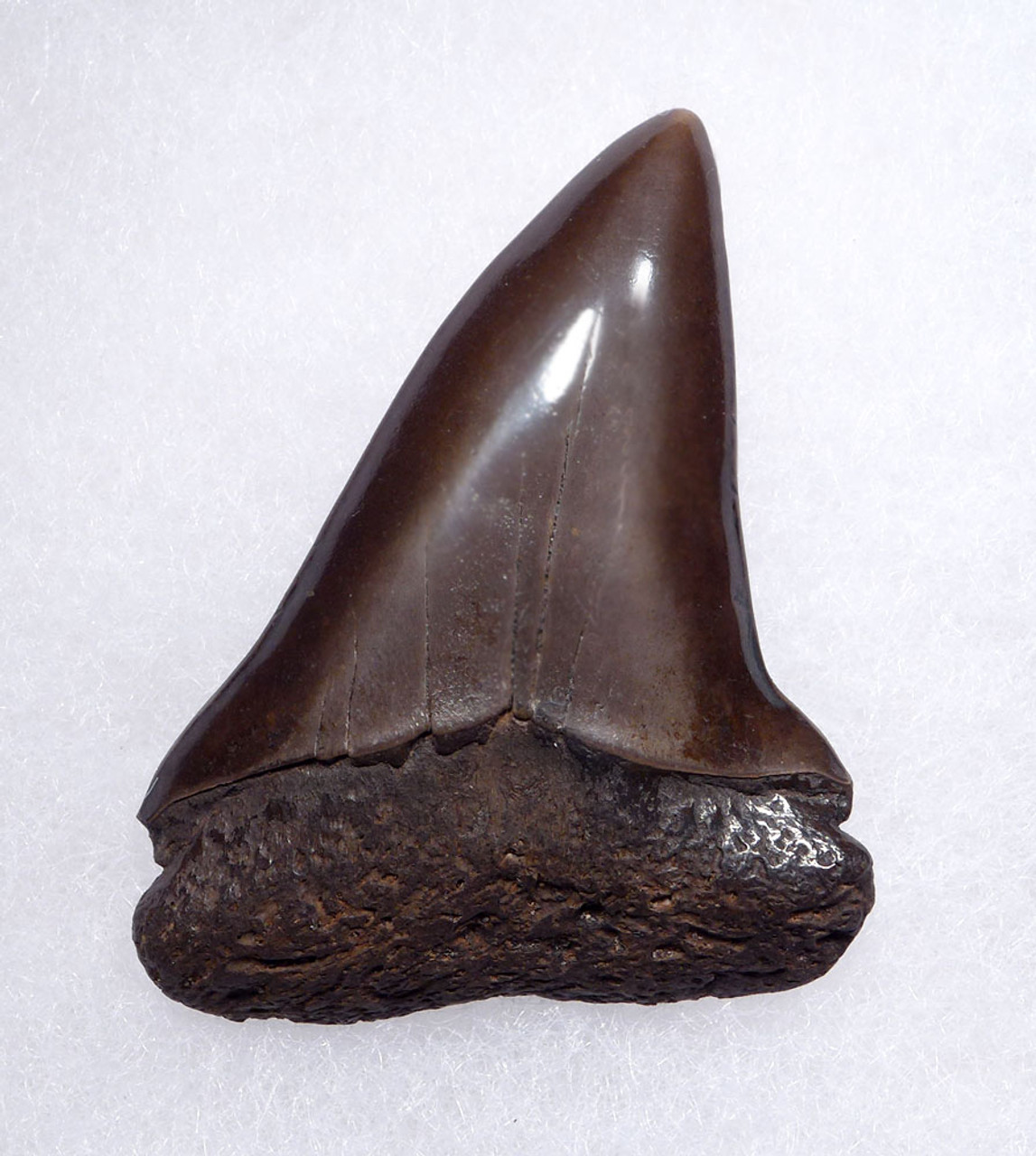 EXCELLENT LARGE USA FOSSIL SHARK TOOTH OF ISURUS HASTALIS BROAD TOOTH MAKO WITH CHATOYANT BRONZE ENAMEL  *SHX157