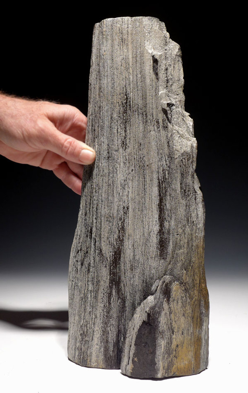 LARGE AND SUPERB COLORFUL FOSSIL PETRIFIED WOOD LOG FROM MIOCENE EUROPE *PMW003