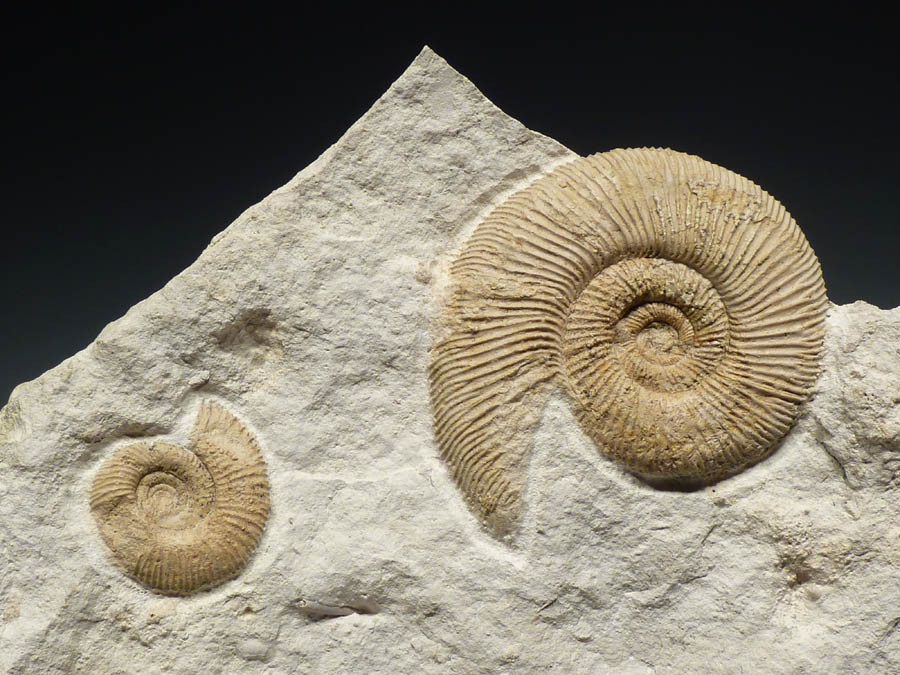 UNCOMMON WHITE FOSSIL JURASSIC AMMONITE ON LARGE LIMESTONE UNCOMMON WHITE FOSSIL JURASSIC AMMONITE ON LARGE LIMESTONE