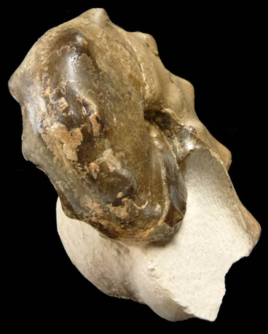 OUR BEST CRETACEOUS HORNED MAMITES AMMONITE FOSSIL FROM THE DINOSAUR DAYS  *AMX-162