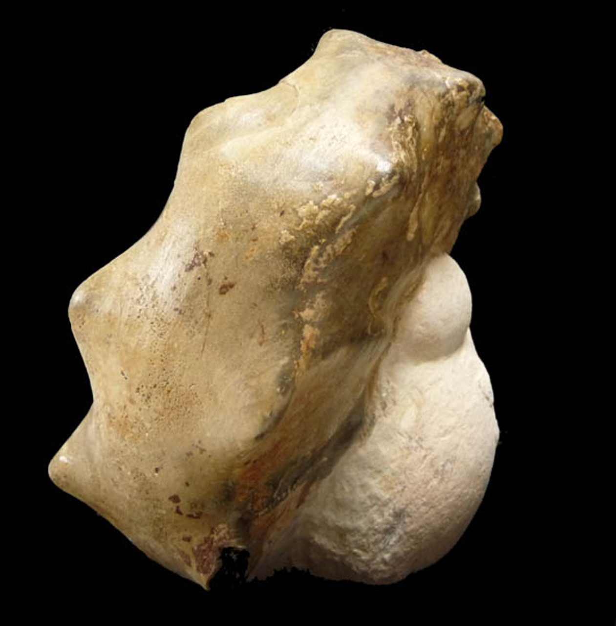 OUR BEST CRETACEOUS HORNED MAMITES AMMONITE FOSSIL FROM THE DINOSAUR DAYS  *AMX-162