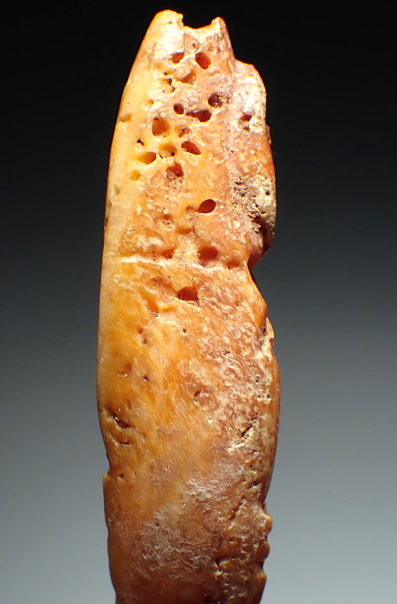 FIRST PET DOG OF THE AMERICAS PRE-COLUMBIAN CARVED DOG PENDANT OF SPONDYLUS SHELL  *PC6033