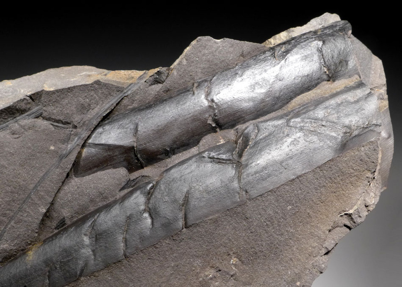 LARGE CALAMITES HORSETAIL CARBONIFEROUS PLANT FOSSIL IN SUPERB PRESERVATION  *PL079 LARGE CALAMITES HORSETAIL CARBONIFEROUS PLANT FOSSIL IN SUPERB PRESERVATION  *PL079