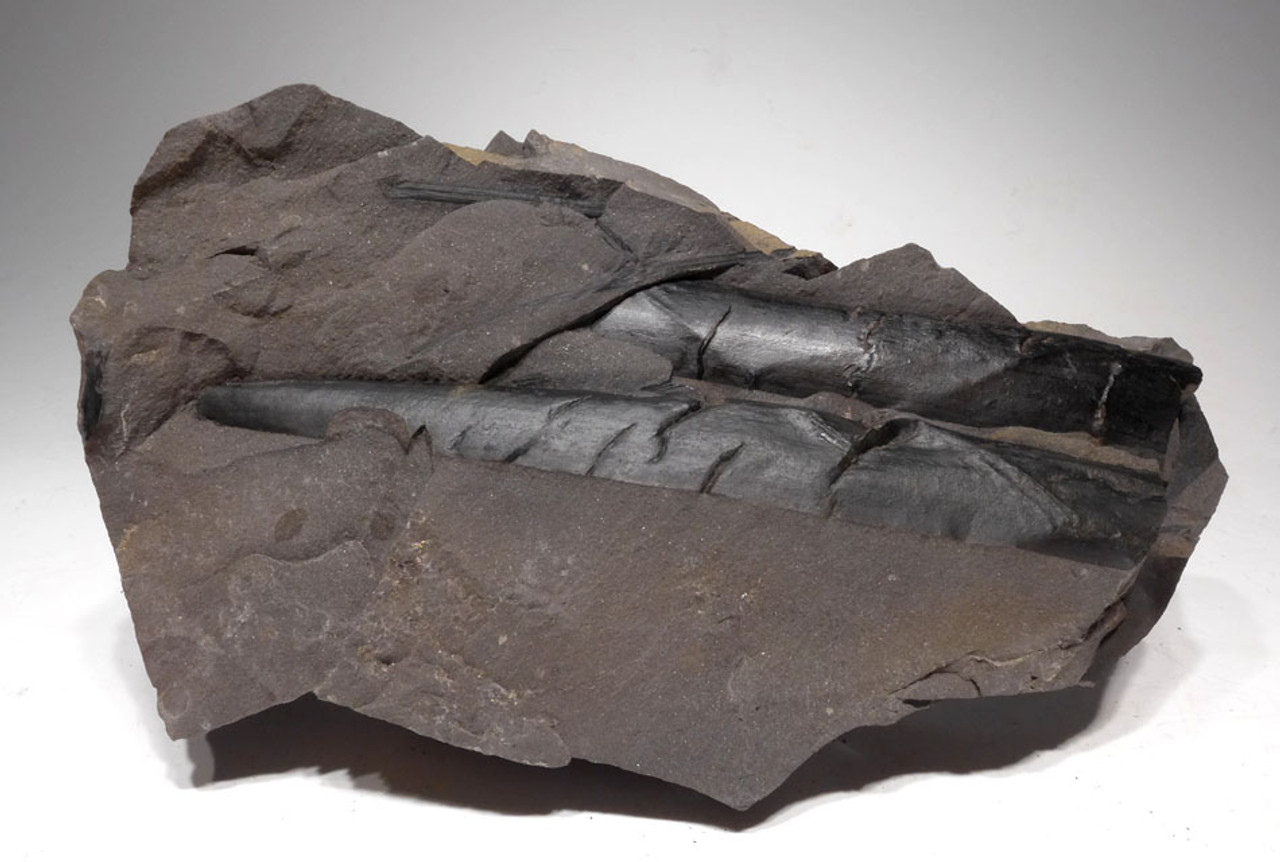 LARGE CALAMITES HORSETAIL CARBONIFEROUS PLANT FOSSIL IN SUPERB PRESERVATION  *PL079 LARGE CALAMITES HORSETAIL CARBONIFEROUS PLANT FOSSIL IN SUPERB PRESERVATION  *PL079