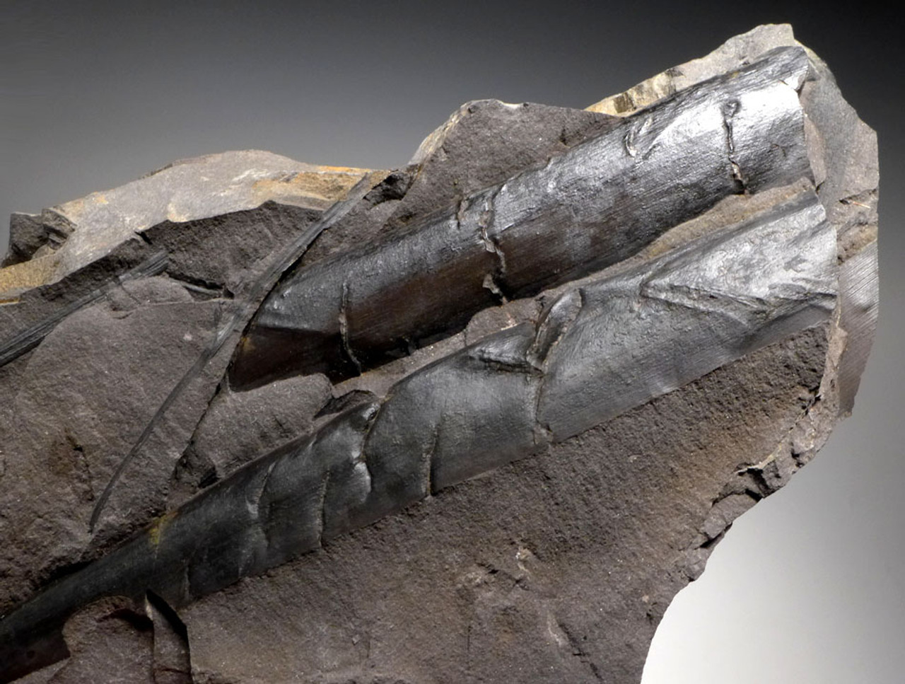 LARGE CALAMITES HORSETAIL CARBONIFEROUS PLANT FOSSIL IN SUPERB PRESERVATION  *PL079 LARGE CALAMITES HORSETAIL CARBONIFEROUS PLANT FOSSIL IN SUPERB PRESERVATION  *PL079