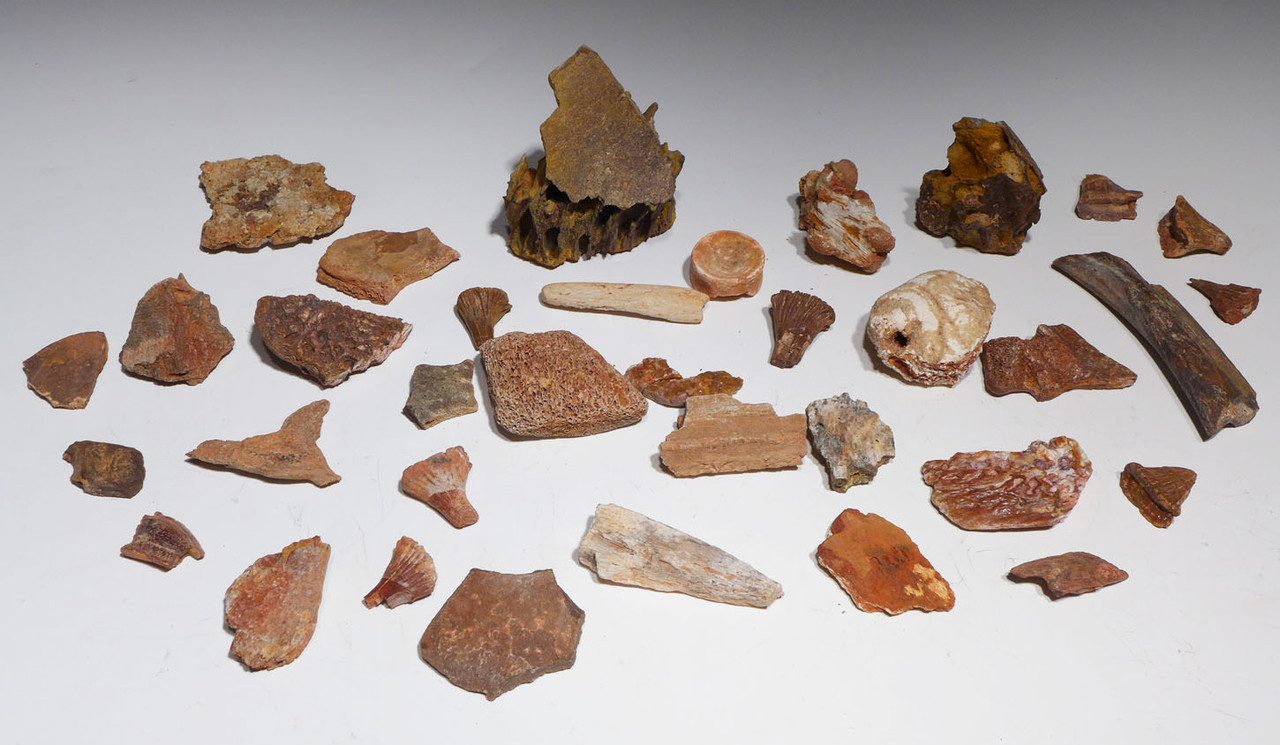 COLLECTION OF 35 FOSSIL DINOSAUR AND REPTILE BONES AND TEETH  *BONELOT55 COLLECTION OF 35 FOSSIL DINOSAUR AND REPTILE BONES AND TEETH  *BONELOT55