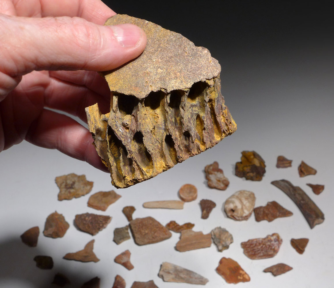 COLLECTION OF 35 FOSSIL DINOSAUR AND REPTILE BONES AND TEETH  *BONELOT55 COLLECTION OF 35 FOSSIL DINOSAUR AND REPTILE BONES AND TEETH  *BONELOT55