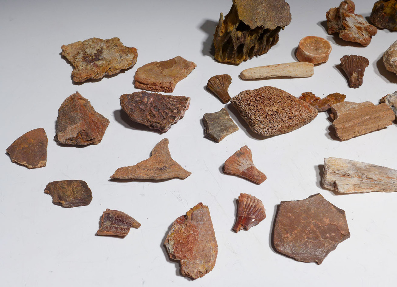 COLLECTION OF 35 FOSSIL DINOSAUR AND REPTILE BONES AND TEETH  *BONELOT55 COLLECTION OF 35 FOSSIL DINOSAUR AND REPTILE BONES AND TEETH  *BONELOT55