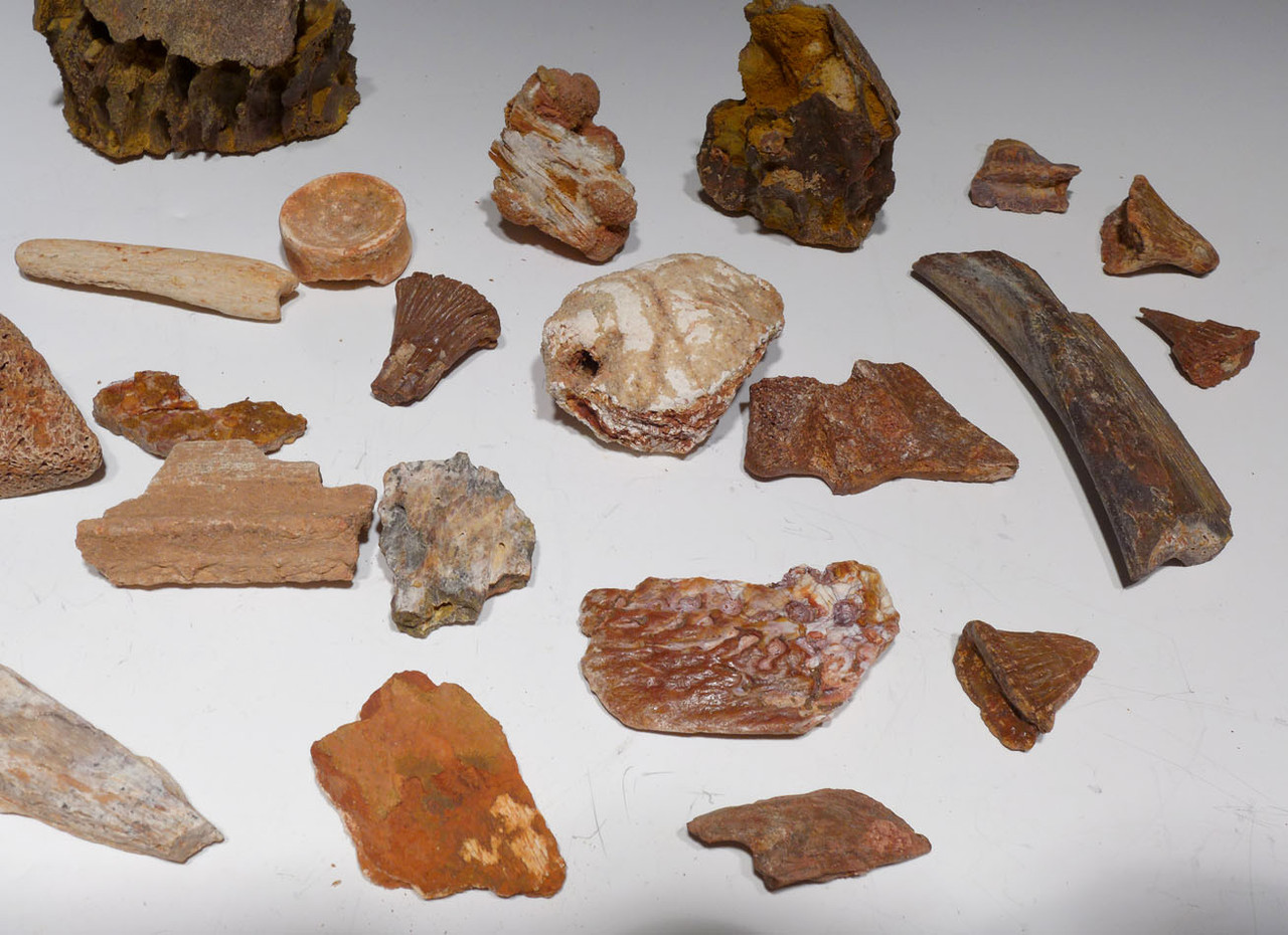 COLLECTION OF 35 FOSSIL DINOSAUR AND REPTILE BONES AND TEETH  *BONELOT55 COLLECTION OF 35 FOSSIL DINOSAUR AND REPTILE BONES AND TEETH  *BONELOT55