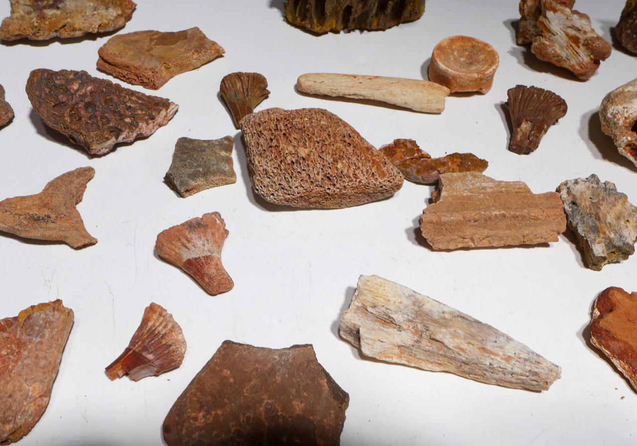 COLLECTION OF 35 FOSSIL DINOSAUR AND REPTILE BONES AND TEETH  *BONELOT55 COLLECTION OF 35 FOSSIL DINOSAUR AND REPTILE BONES AND TEETH  *BONELOT55