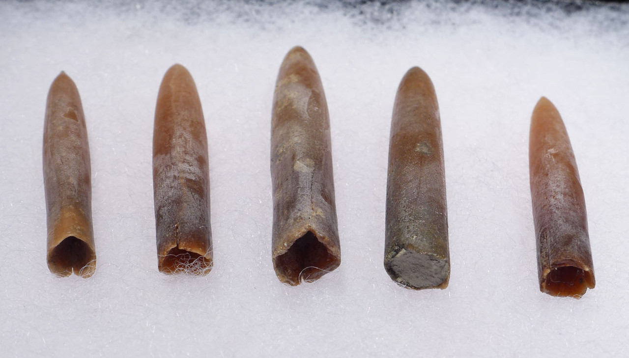 FIVE TRANSLUCENT CALCITE BELEMNITE FOSSILS OF GONIOTEUTHIS FROM THE DINOSAUR DAYS *BEL112