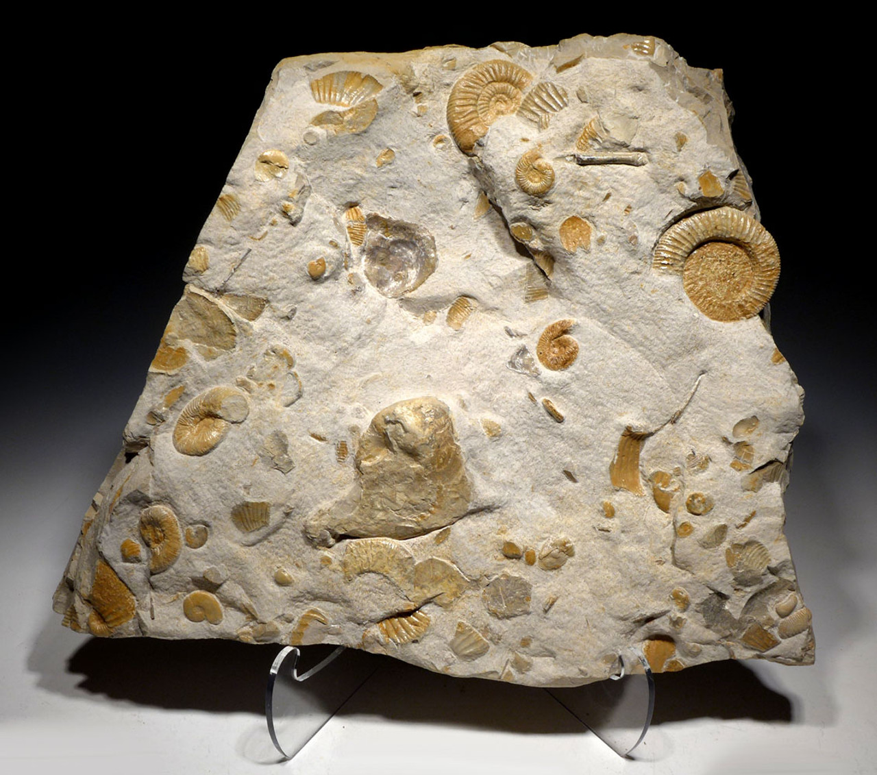 STUNNING GIANT MASS EXTINCTION OCEAN FOSSIL WITH AMMONITES BELEMNITES AND PREHISTORIC OYSTERS *AMX390 STUNNING GIANT MASS EXTINCTION OCEAN FOSSIL WITH AMMONITES BELEMNITES AND PREHISTORIC OYSTERS *AMX390