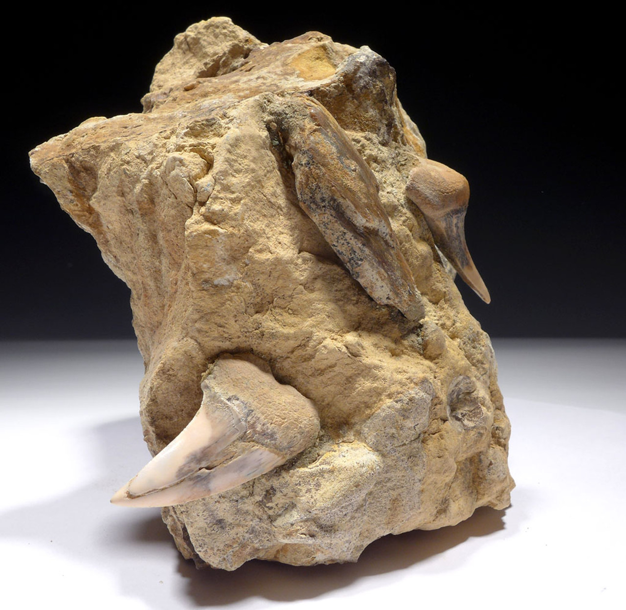 LARGE SHARKTOOTH HILL SANDSTONE BLOCK WITH EXTINCT HASTALIS MAKO FOSSIL SHARK TEETH FROM   *STH001