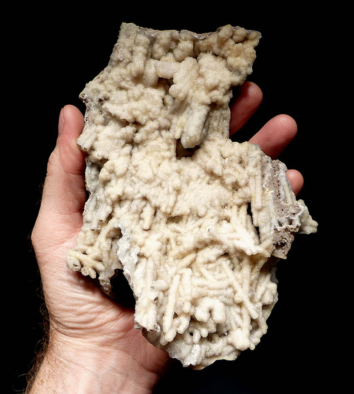 RARE WHITE DRUSY AGATIZED FOSSIL CORAL WITH PREDATORY CLAM ATTACK HOLE *COR094