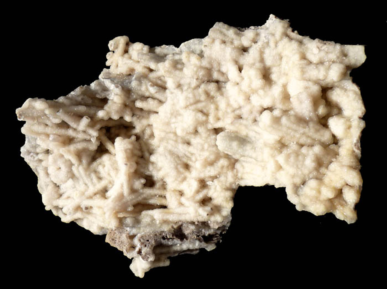 RARE WHITE DRUSY AGATIZED FOSSIL CORAL WITH PREDATORY CLAM ATTACK HOLE *COR094